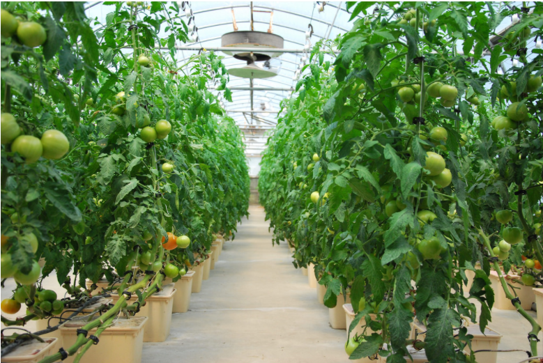 hydroponic greenhouse for tomato