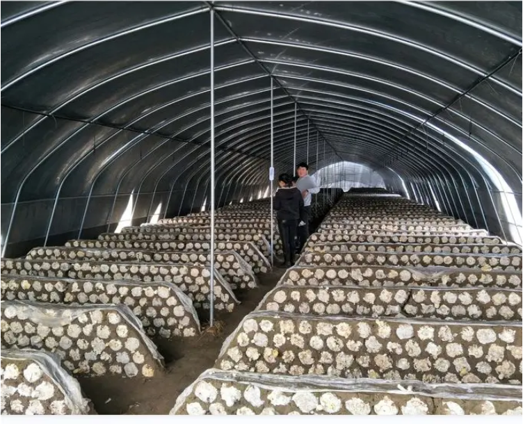 mushroom growing greenhouse