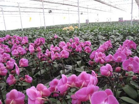 greenhouse for orchids