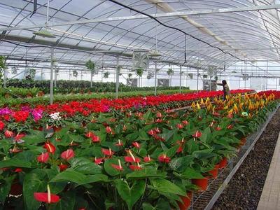 greenhouse farm