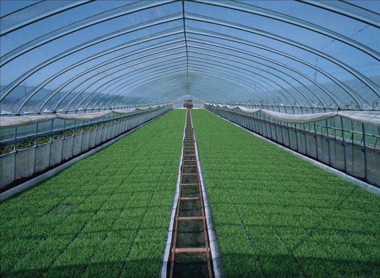 High Tunnel Film Greenhouse