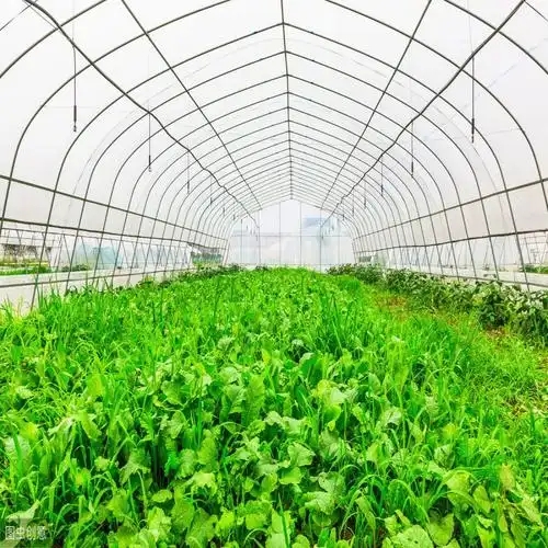 Film tunnel greenhouse