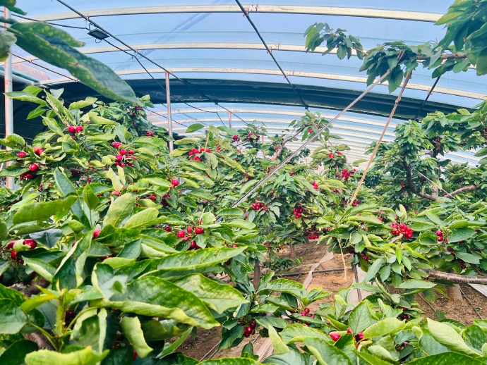 Tunnel Film Greenhouse