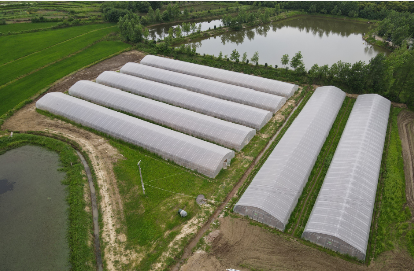 Arch Tunnel Greenhouse