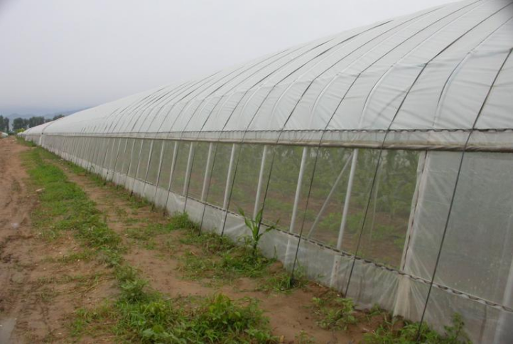 large greenhouse