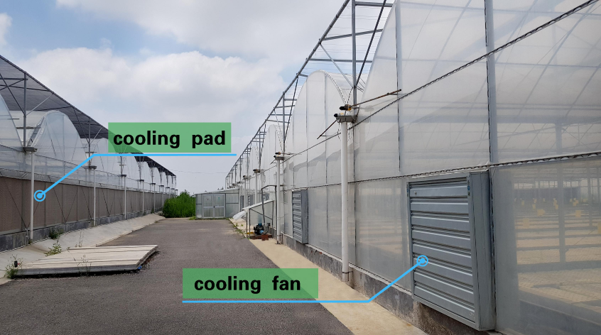 Multi-span film greenhouse
