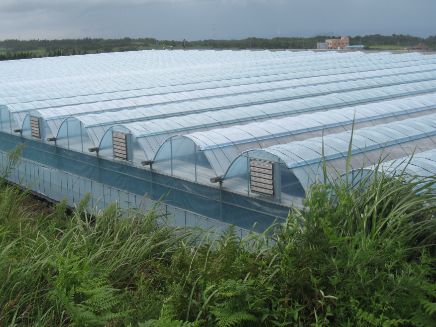 multi span gothic greenhouse