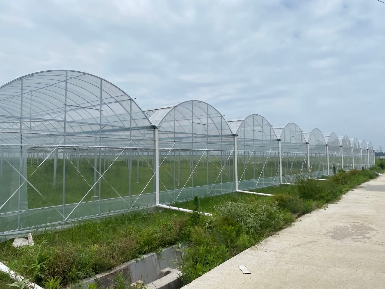 Multi Span Agriculture Hydroponic Greenhouse