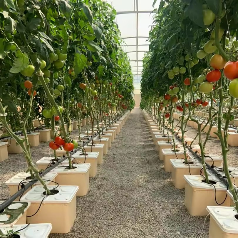 Multi Span Agriculture Hydroponic Greenhouse