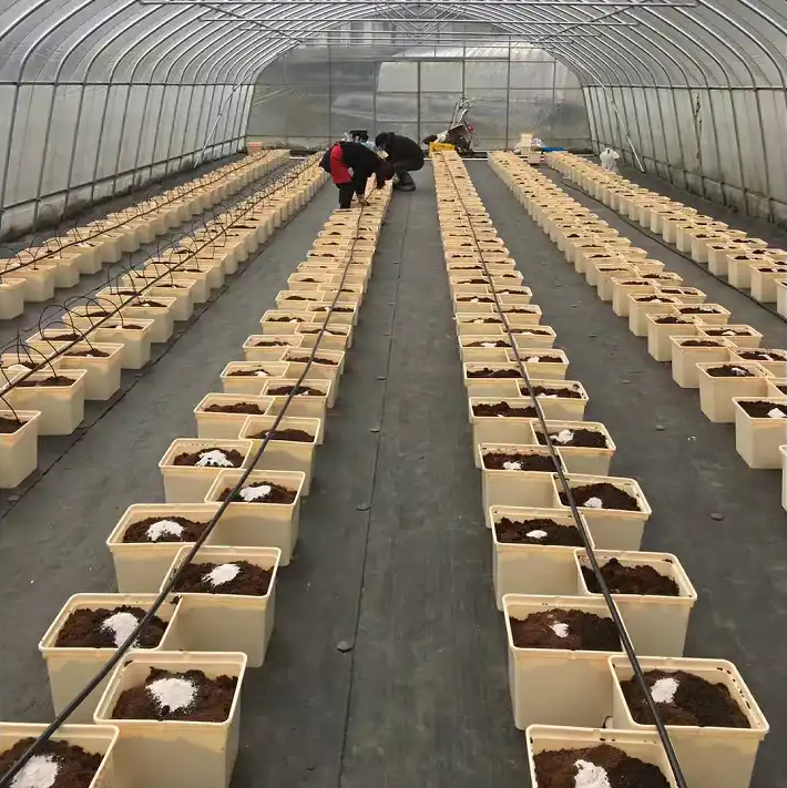 green house for agriculture