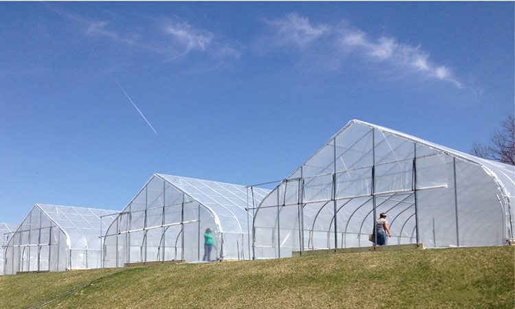 high arch greenhouse