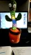 Wholesale Stuffed English Music Lights Simulation Doll Dancing Cactus Plush Toys