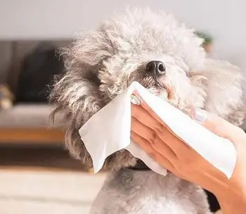 Safe Pet Wipes Preservative With Mite Control