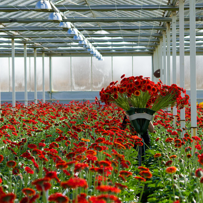 Agricultural Strawberry Tomato Multi-span Glass Greenhouse