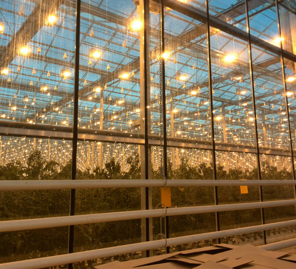 Agricultural Strawberry Tomato Multi-span Glass Greenhouse