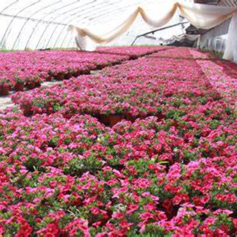 Indoor Hydroponic Seedling Greenhouse