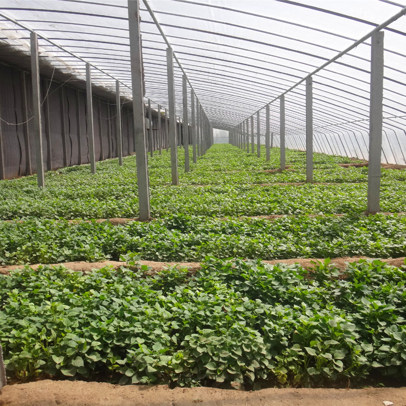 Solar Film Multi Span Round Arched Flower Greenhouse