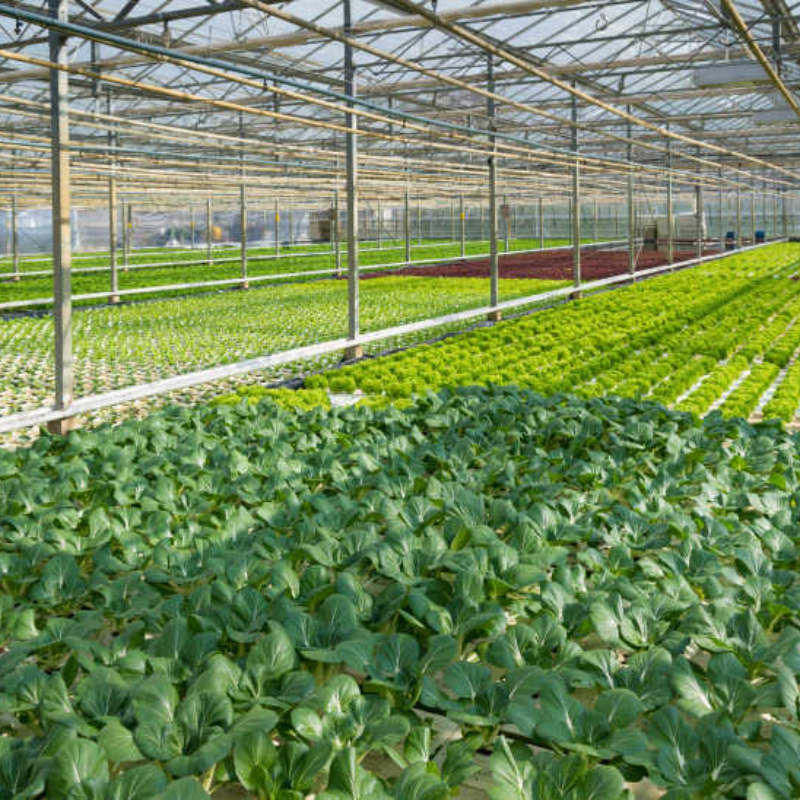 Solar Greenhouse Boosts Yields For Agriculture