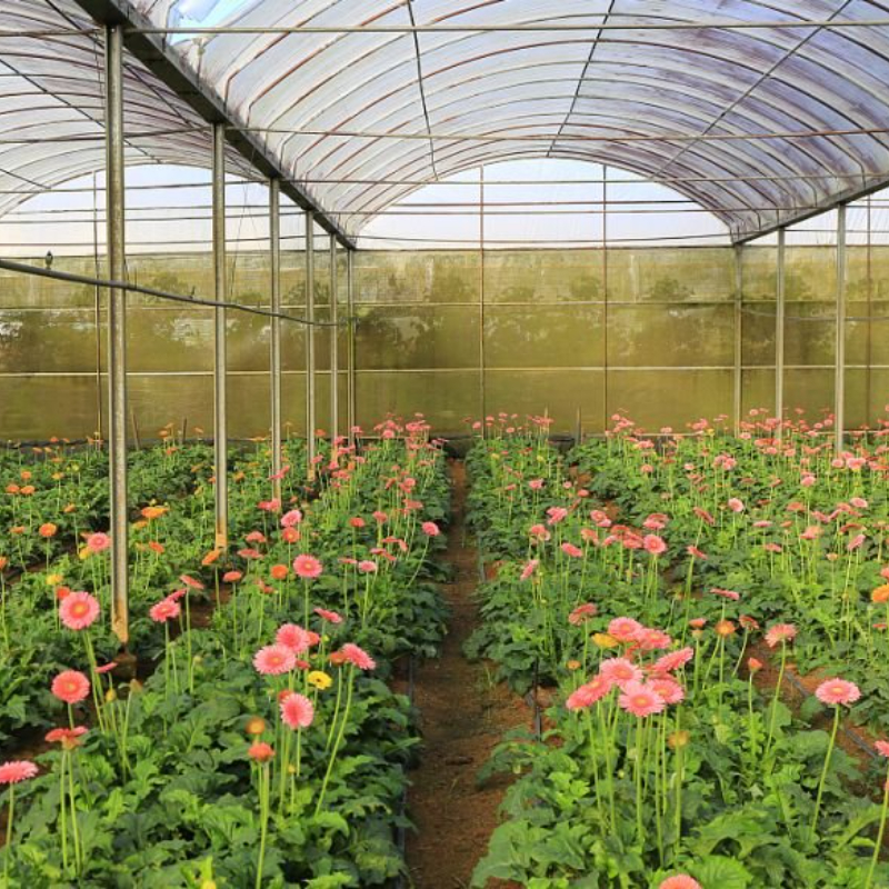 Durable PC Panel Greenhouse For Growing Seasonal Vegetables