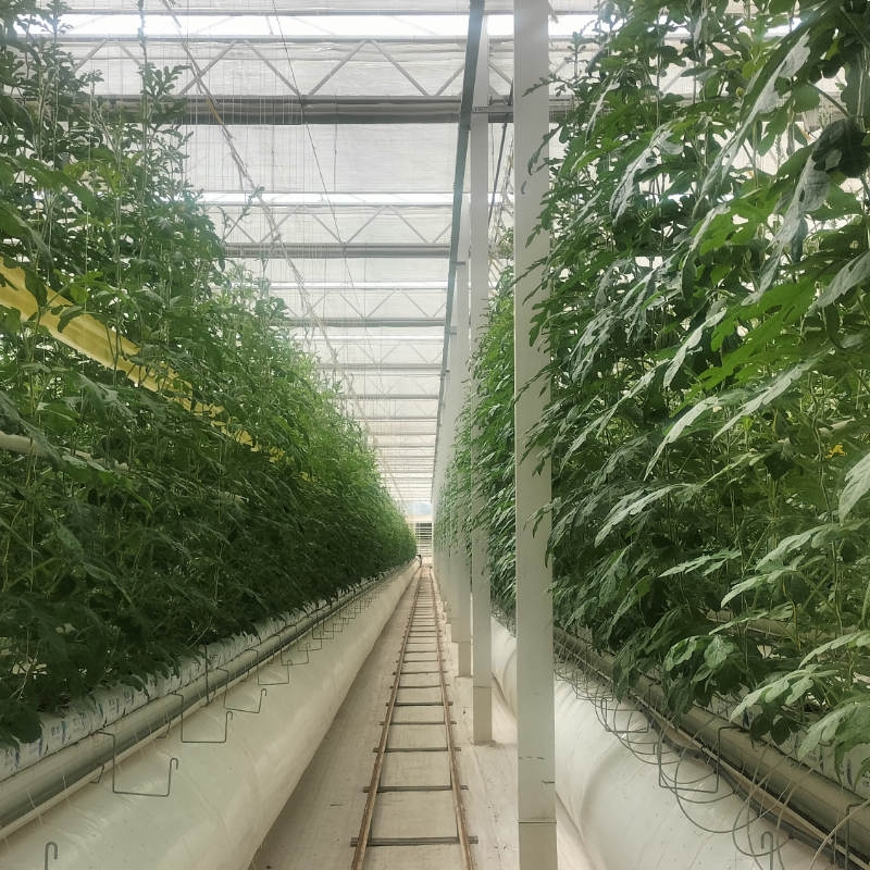 PC Sheet Greenhouse Boost Tomato Growth