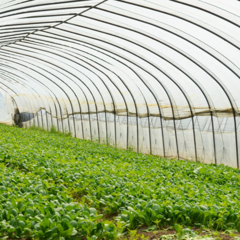 PC Greenhouse With Steel Frame For Horticulture And Agricultural Applications