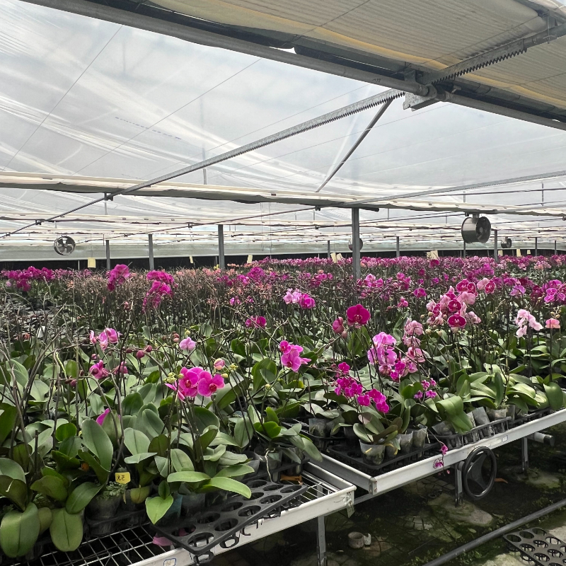 PC Greenhouse With Steel Frame For Horticulture And Agricultural Applications