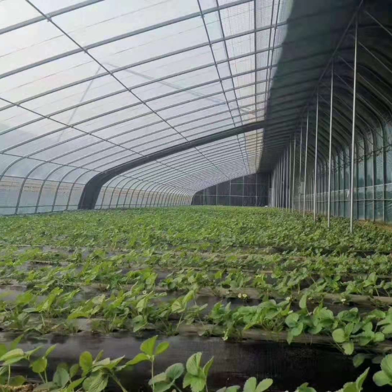 Pc Sheet Greenhouse Polycarbonate Agriculture Greenhouse