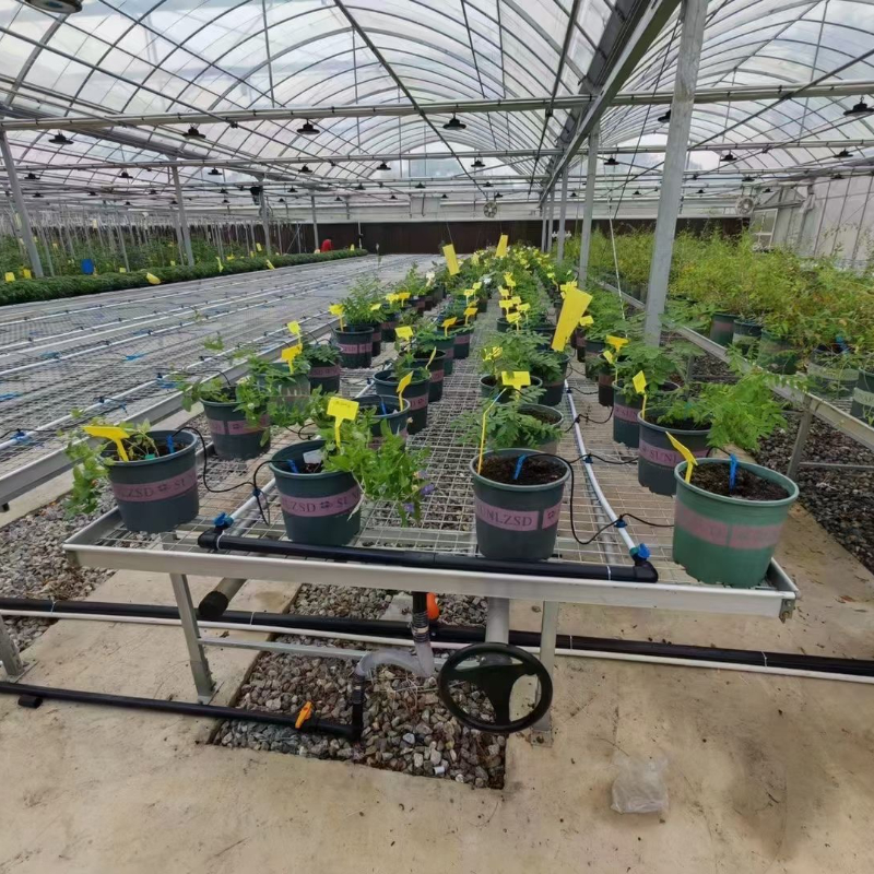 Pc Sheet Greenhouse Polycarbonate Agriculture Greenhouse