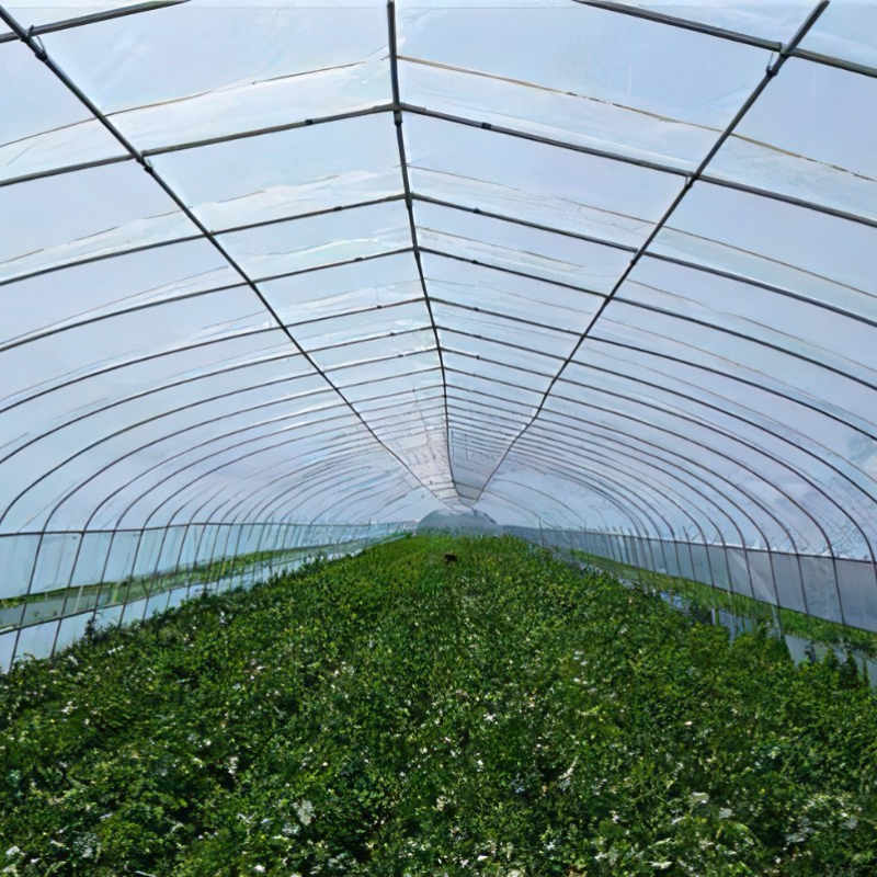 Pc Sheet Greenhouse Polycarbonate Agriculture Greenhouse