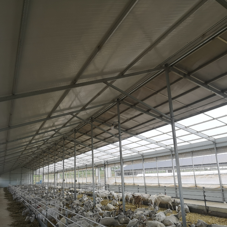 Steel Cattle Shed For Fast Setup And Effective Livestock Management