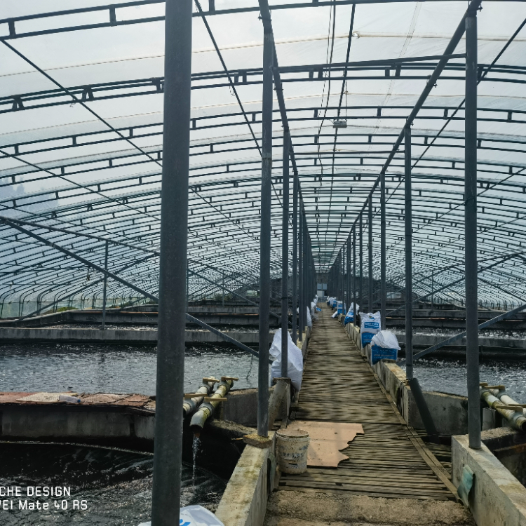 Steel Cattle Shed For Fast Setup And Effective Livestock Management