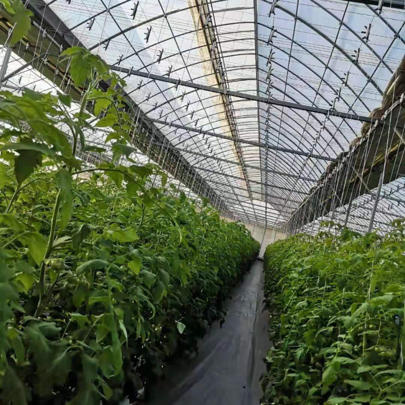 Lettuce Pepper Strawberry Greenhouse