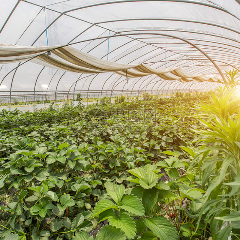 Lettuce Pepper Strawberry Greenhouse