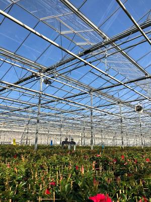 Glass Greenhouse