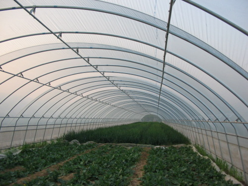 Thin Film Greenhouses: balancing productivity with environmental and economic sustainability.