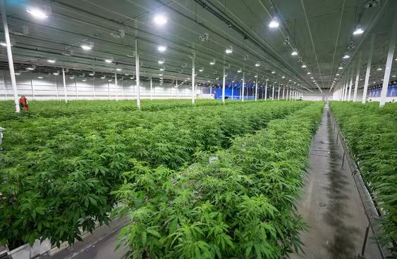 Glass Greenhouse: Your Farming Profit Savior
