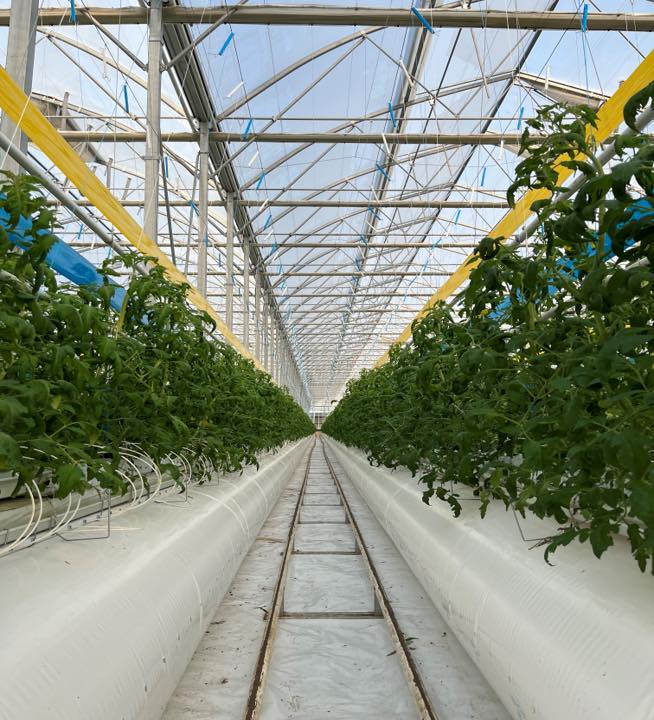 Russia's Development Trends in the Greenhouse Vegetable Sector