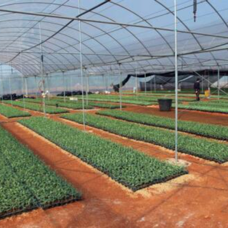 Transforming Leafy Vegetable Farming in Saudi Arabia's Ghat Farm