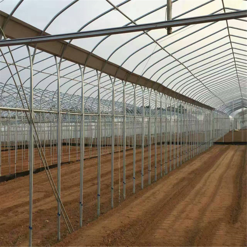 Greenhouses Revitalize Leafy Vegetable Cultivation at Saudi’s Ghat Farm