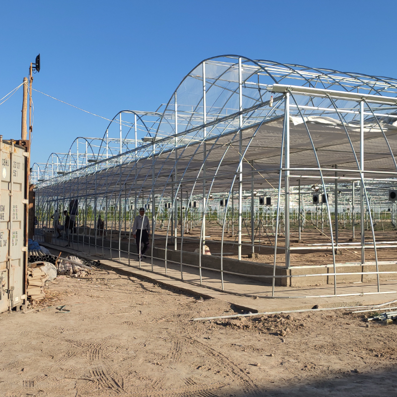 The Cost-Effectiveness of Low-Tech Greenhouses for Melons and Zucchini