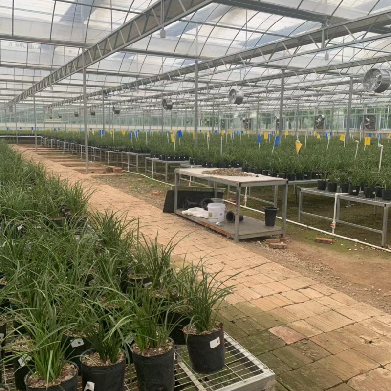 Optimized Ventilation and Light Transmission: Elevating Outdoor Greenhouse Performance