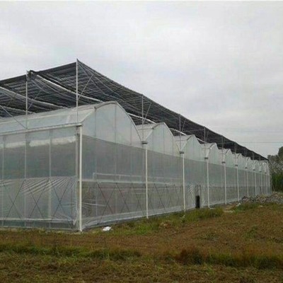 Multi-Span Film Greenhouse