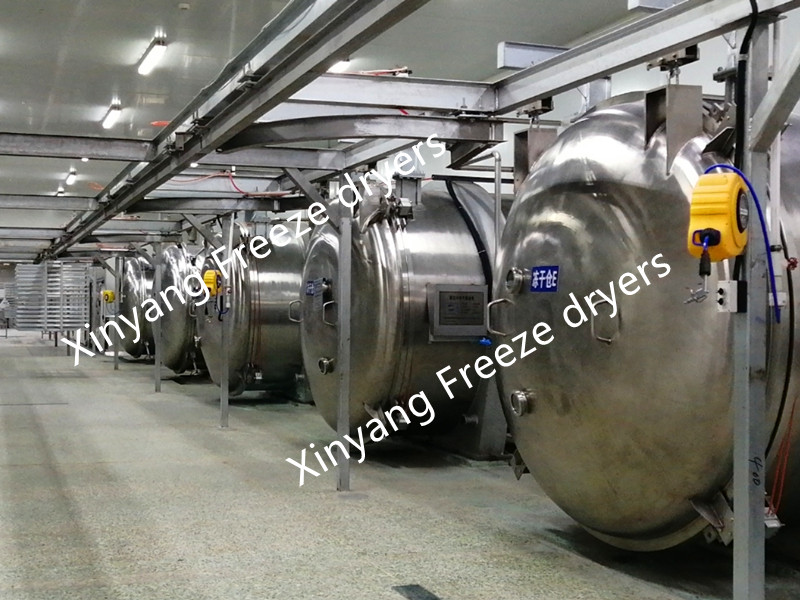 vacuum freeze dryer