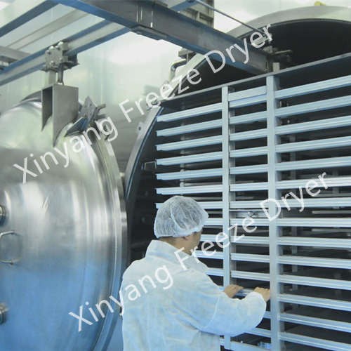 Large Freeze Dryer with 1200kg Capacity