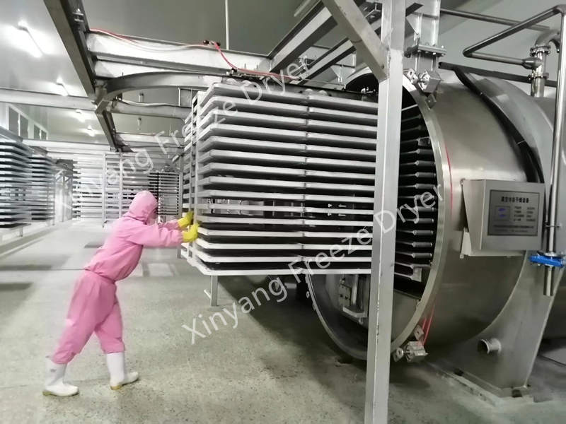 Large freeze dryer