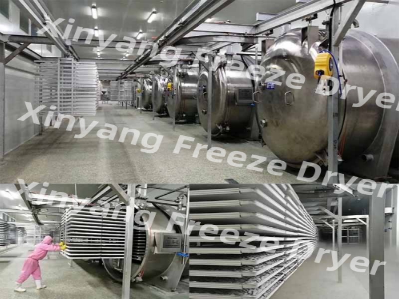 Industrial Freeze Drying Process Machine