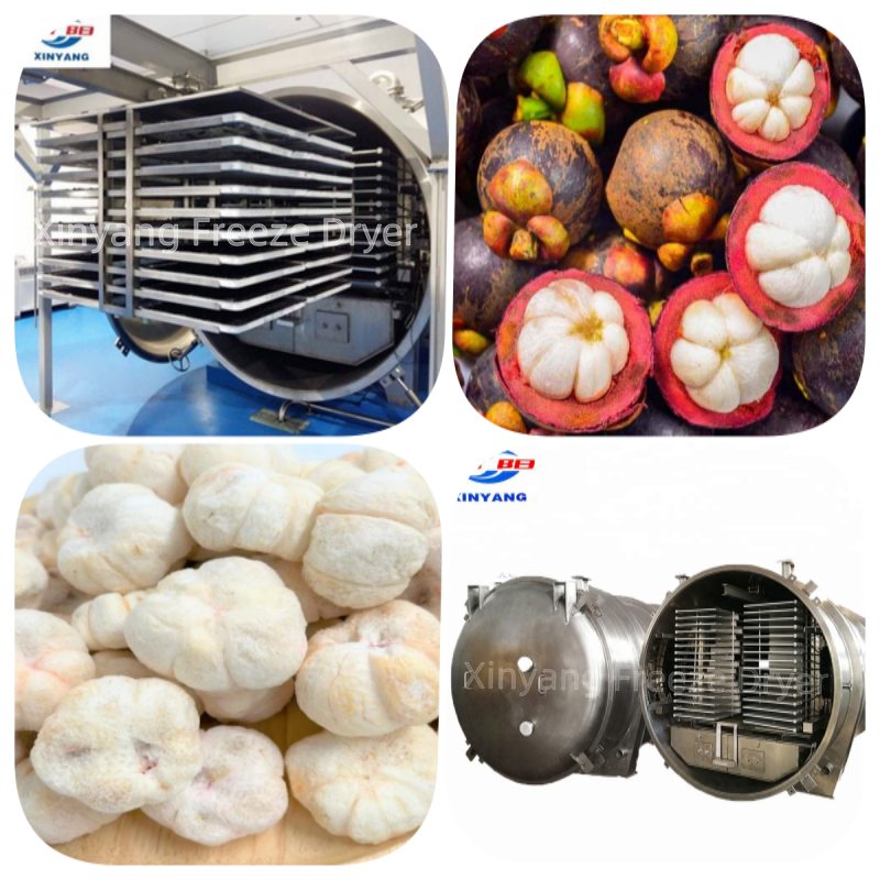 Freeze-Drying Equipment