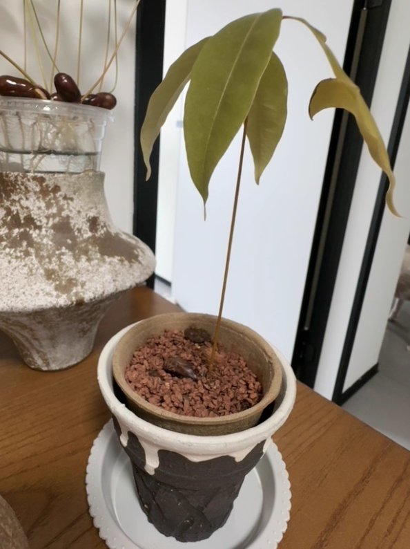 Eco Friendly Plant Pots