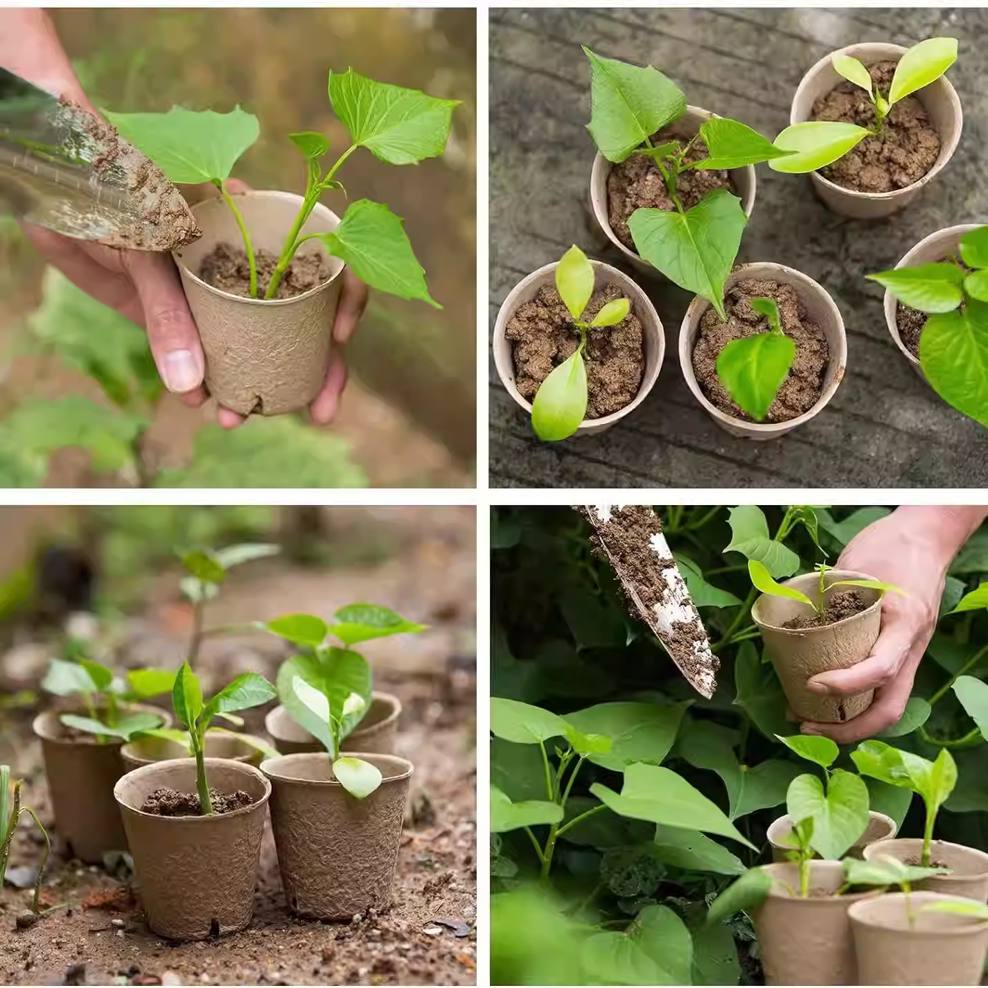Eco Friendly Plant Pots