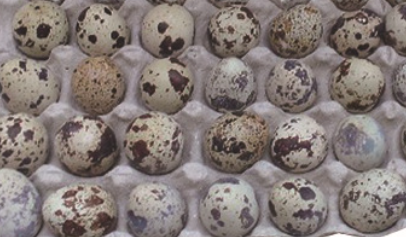 Quail Egg Protective Packaging Quail Egg Protective Packaging